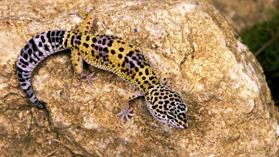 How Long Do Leopard Geckos Live? PetMD
